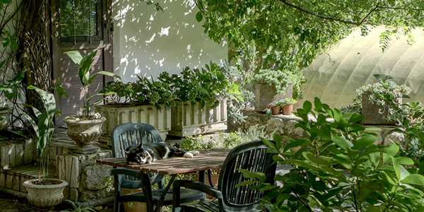 How to Style Your Living Room with Plants?