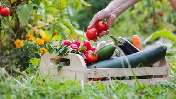 Organic Gardening Tips for Beginners